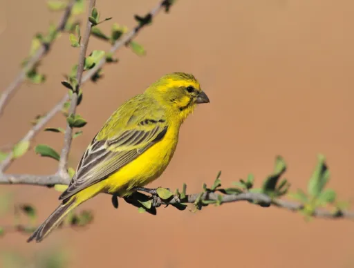 Nature Lovers Visiting Horan Natural Area Will Love This Scenic Columbia River Ride 2 Prime Birding & Wildlife Spot